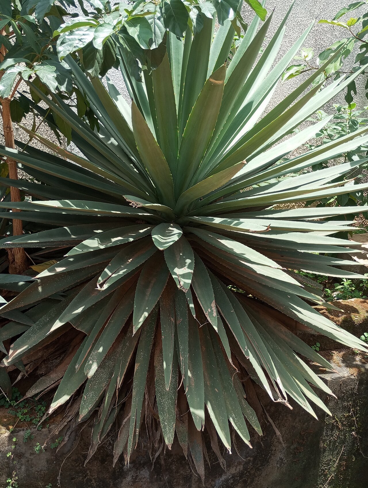 Agave fourcroydes