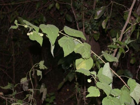 Ayenia limitaris