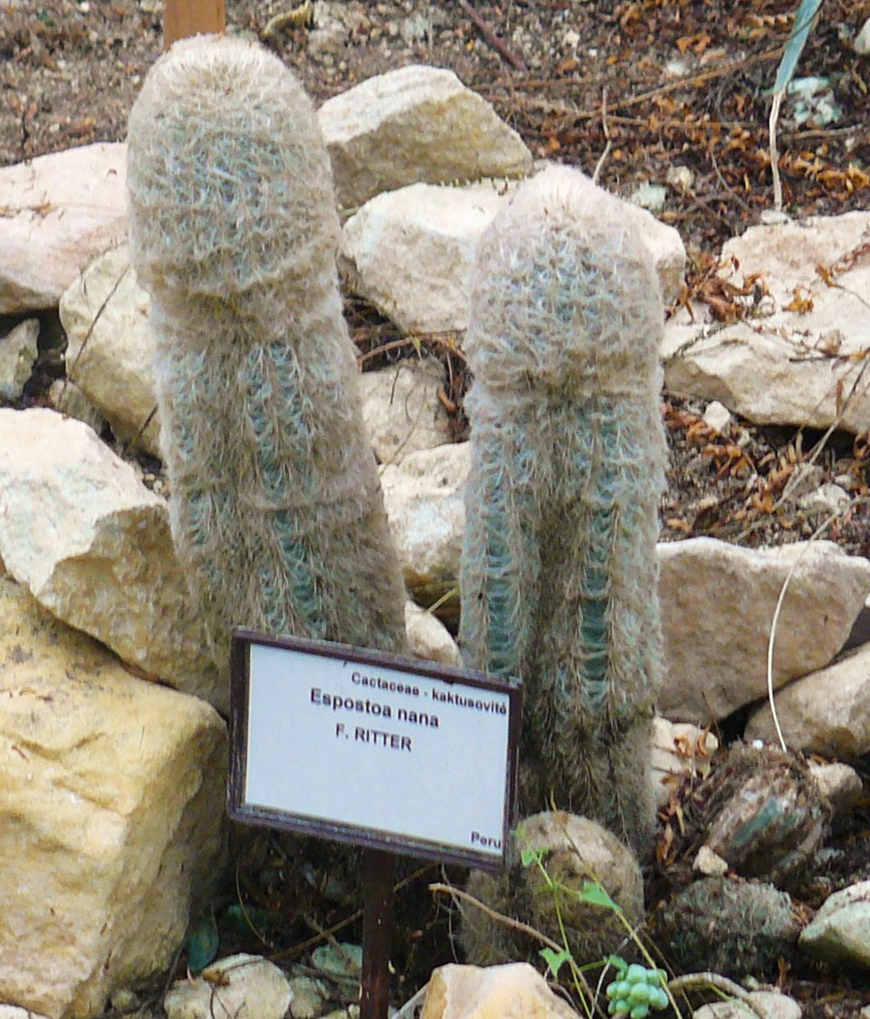 Espostoa melanostele
