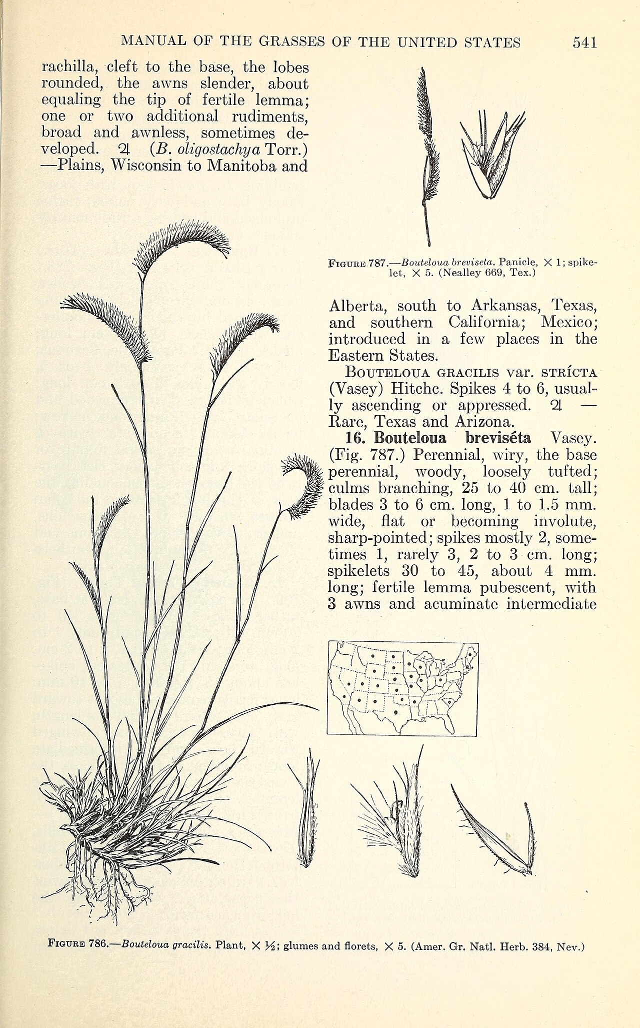 Bouteloua breviseta