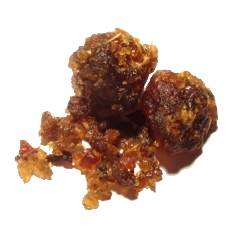 Commiphora wightii