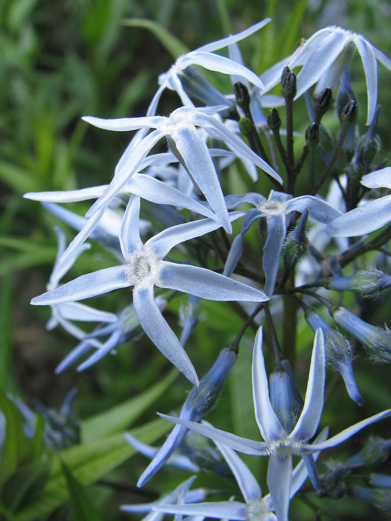 Amsonia orientalis
