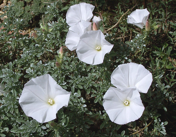 Convolvulus assyricus
