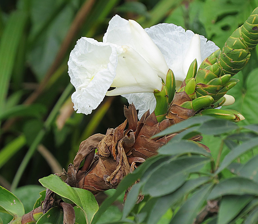 Dimerocostus