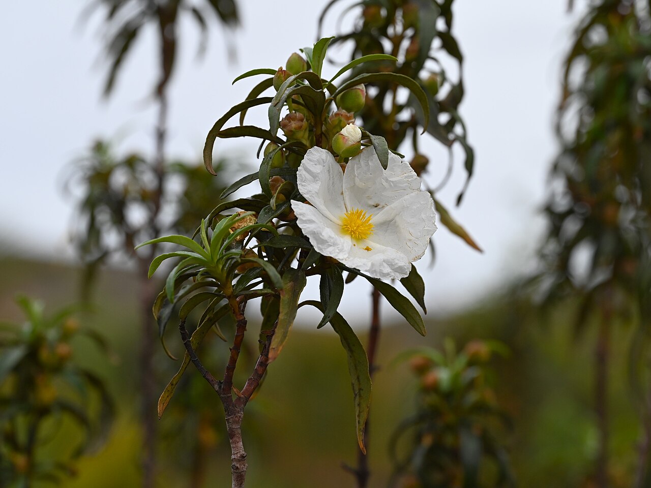 Cistus ladanifer