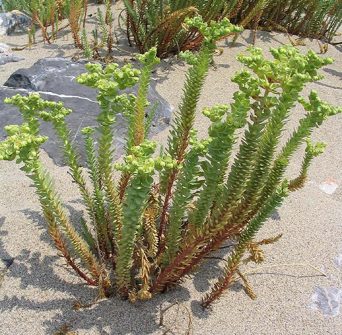Euphorbia paralias