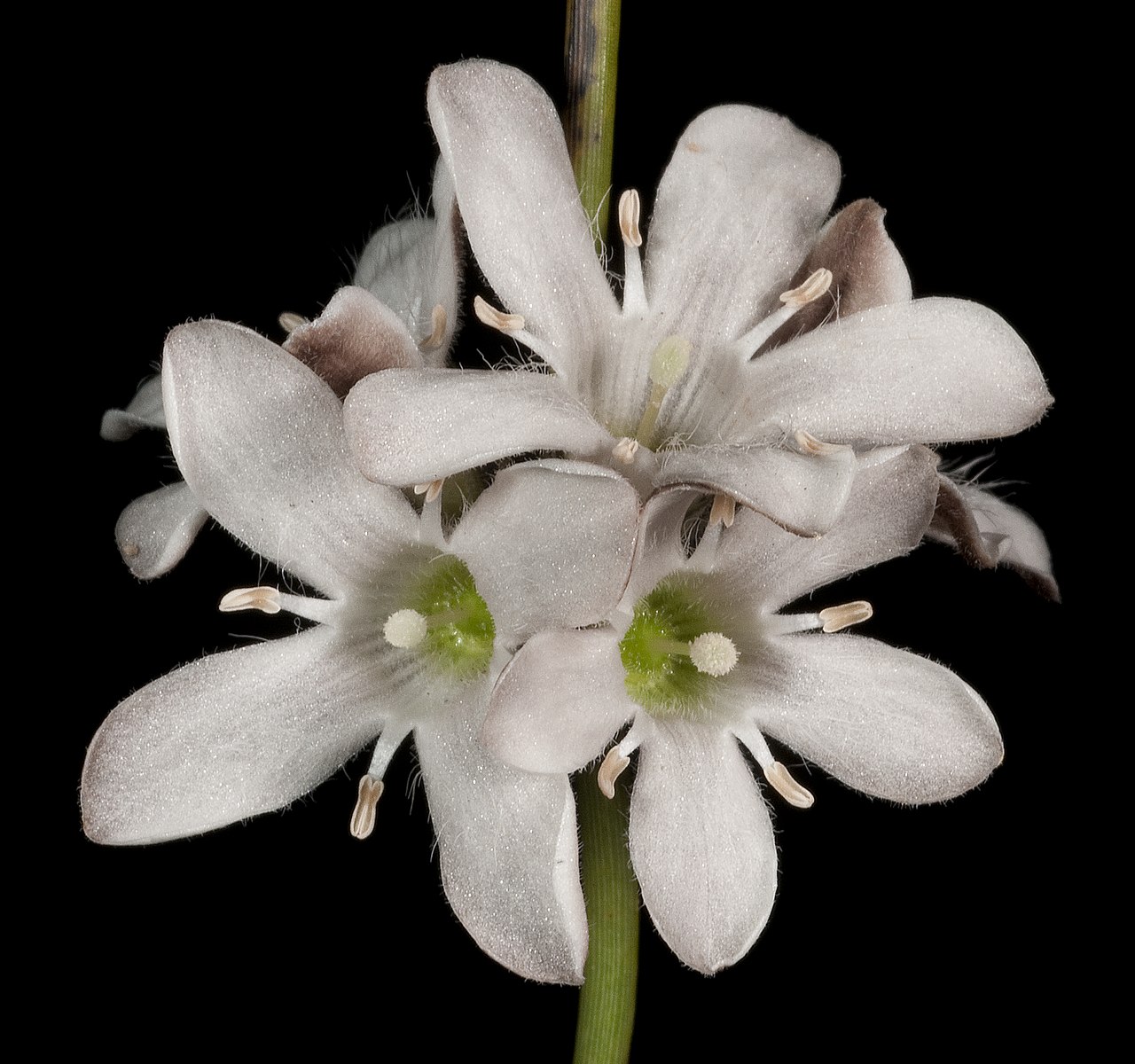 Orianthera judithiana