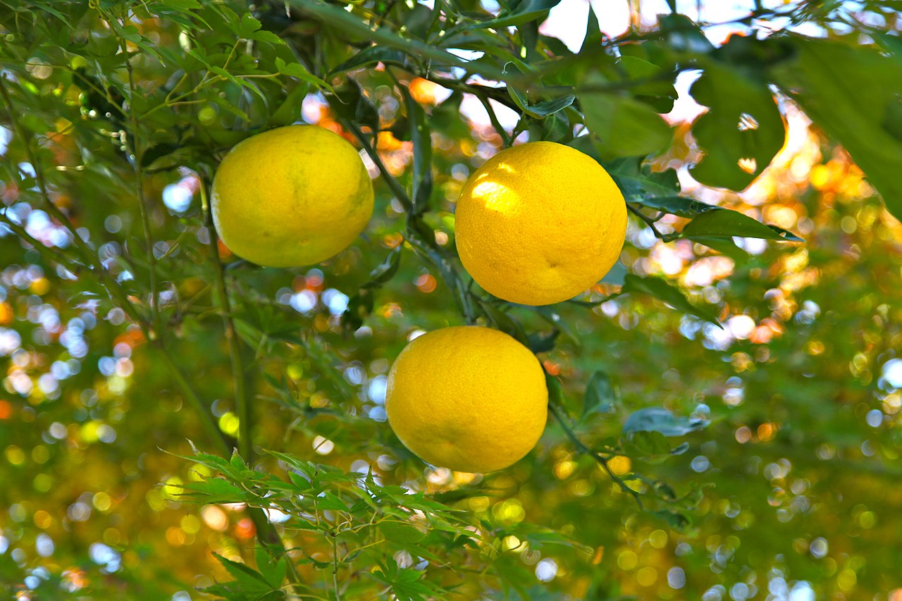 Citrus ×junos