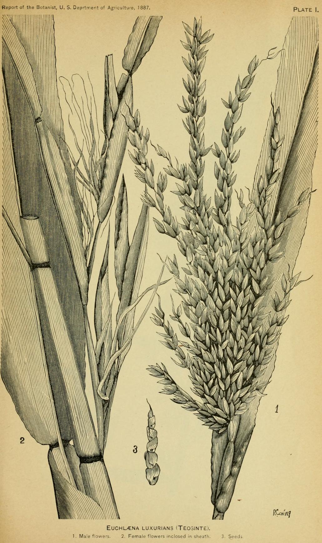 Zea luxurians