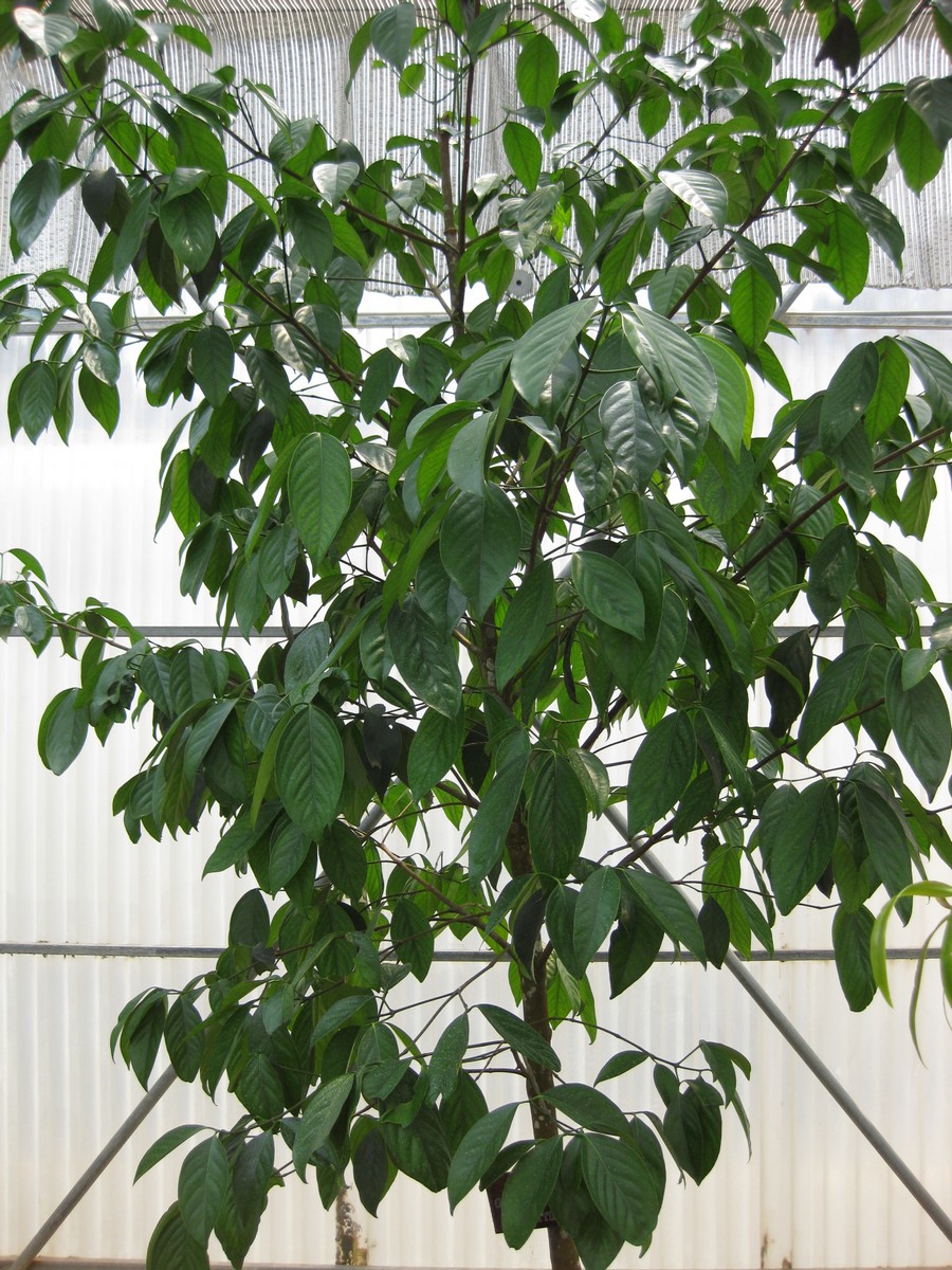 Garcinia hanburyi