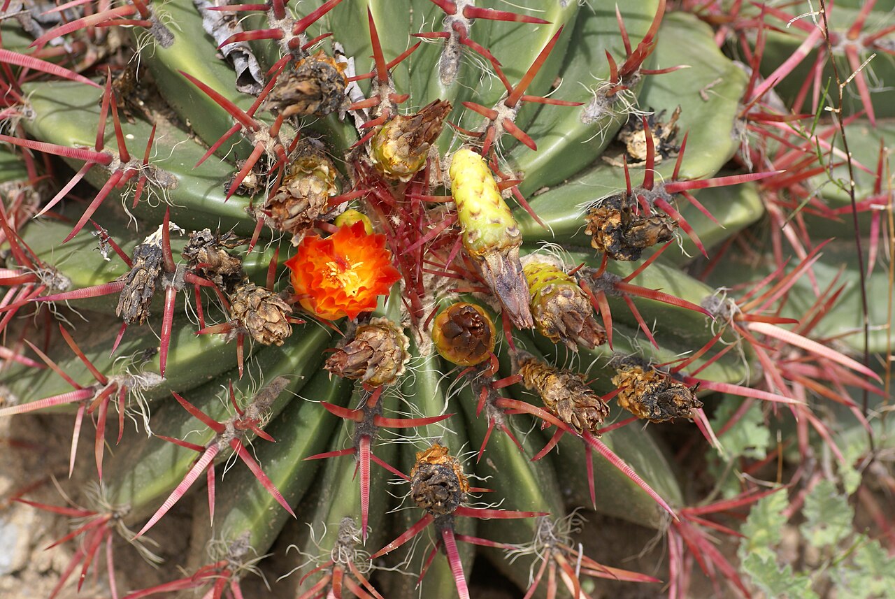 Ferocactus herrerae