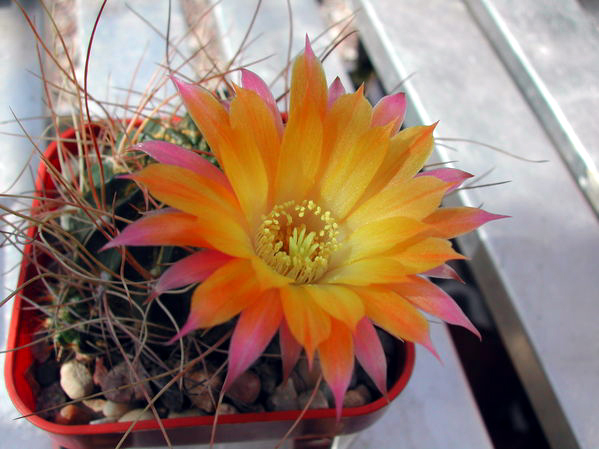 Echinopsis pentlandii
