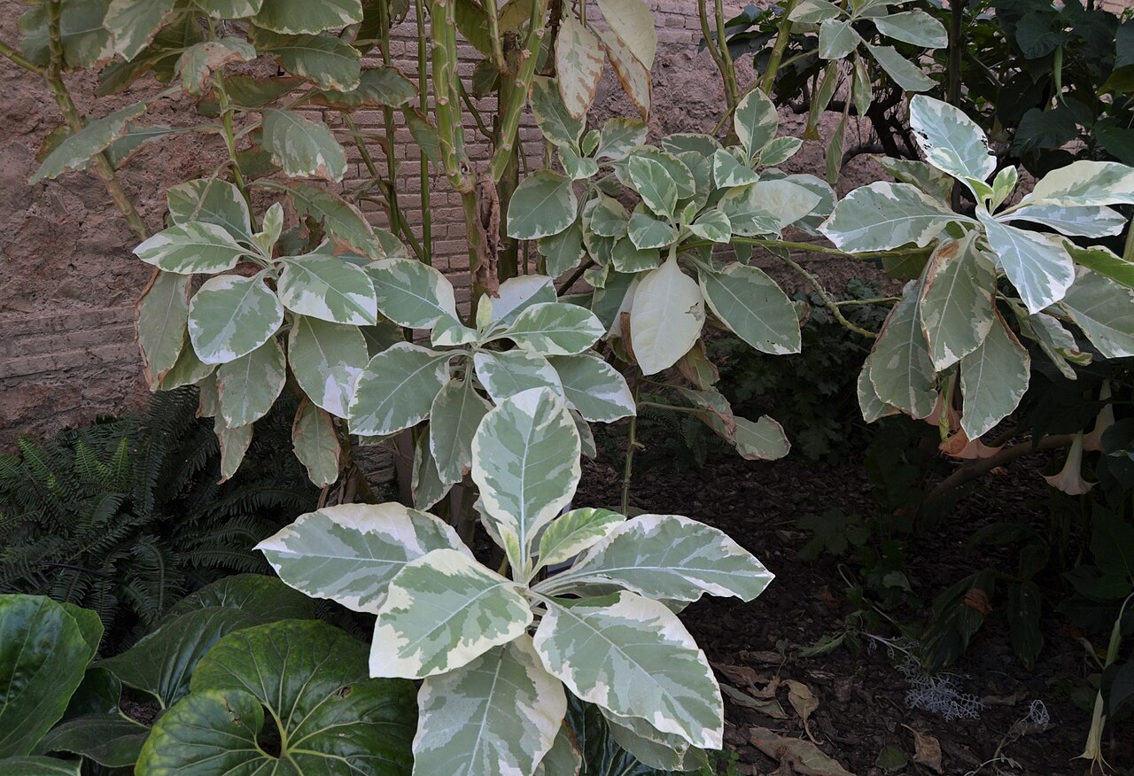 Nicotiana tomentosa