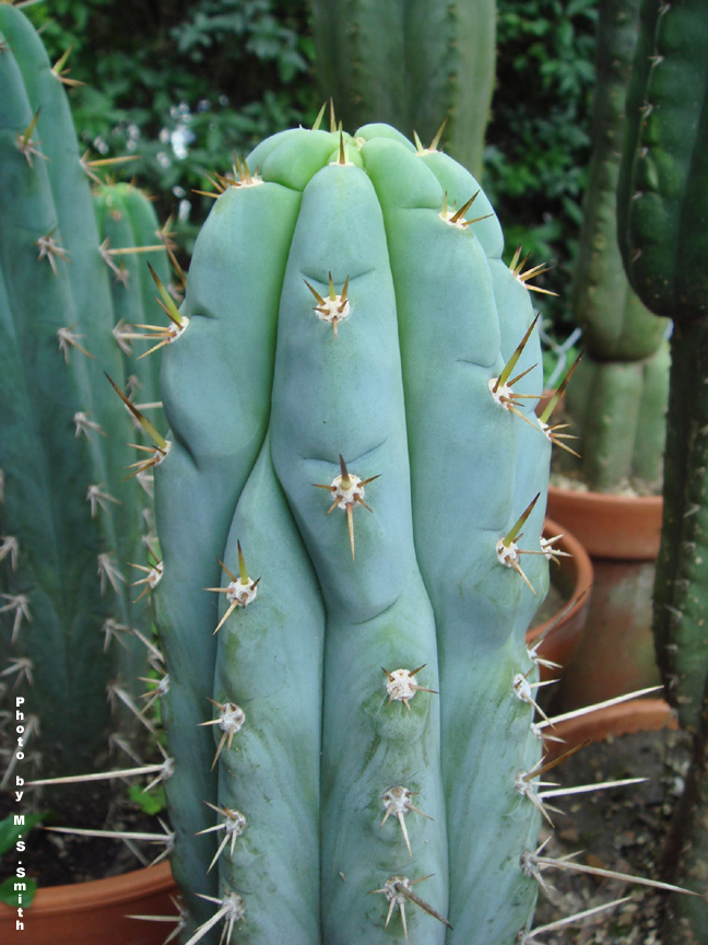 Echinopsis tarmaensis