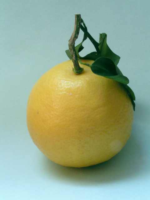 Citrus tamurana
