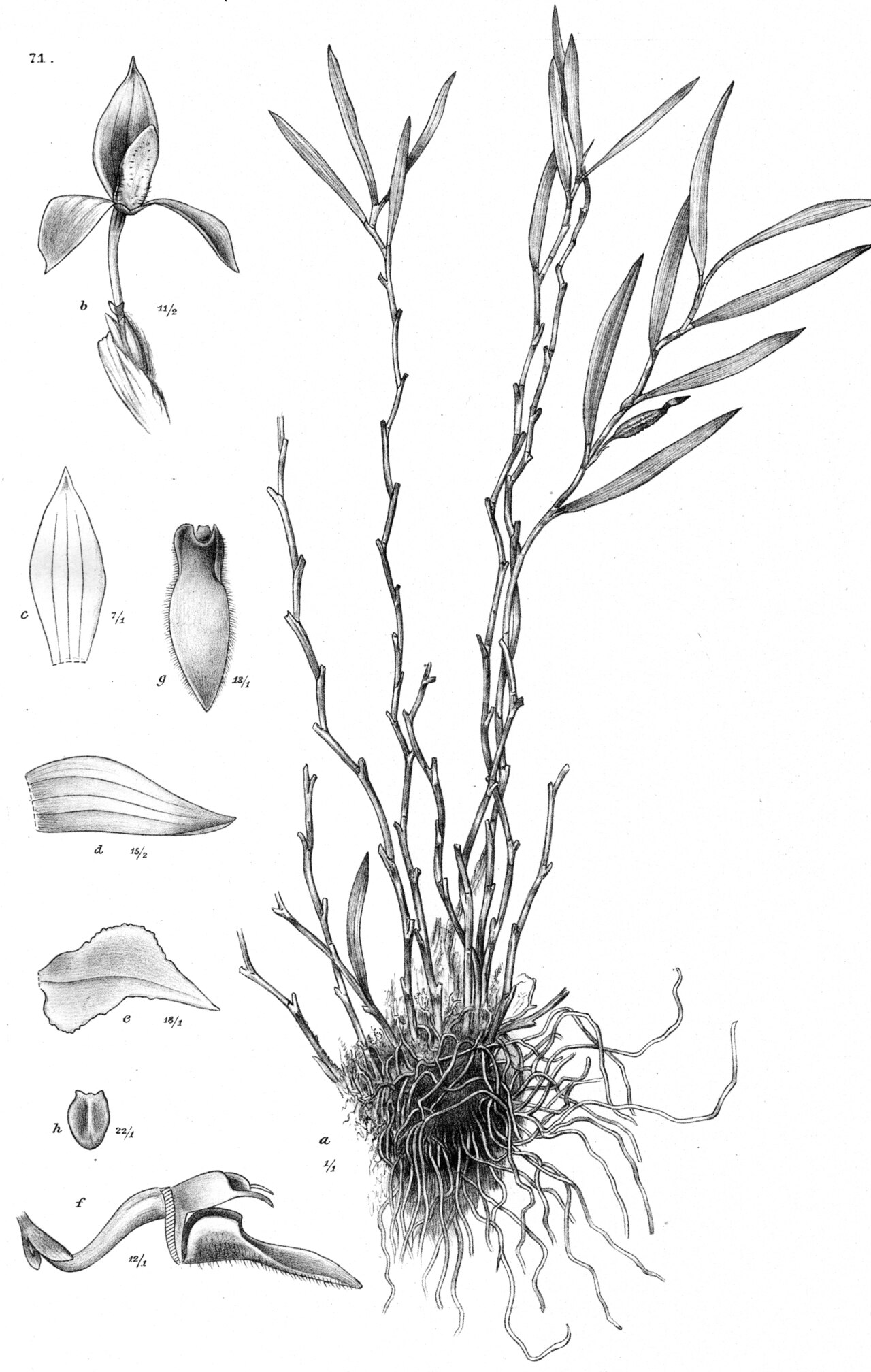 Bulbophyllum cyclopense