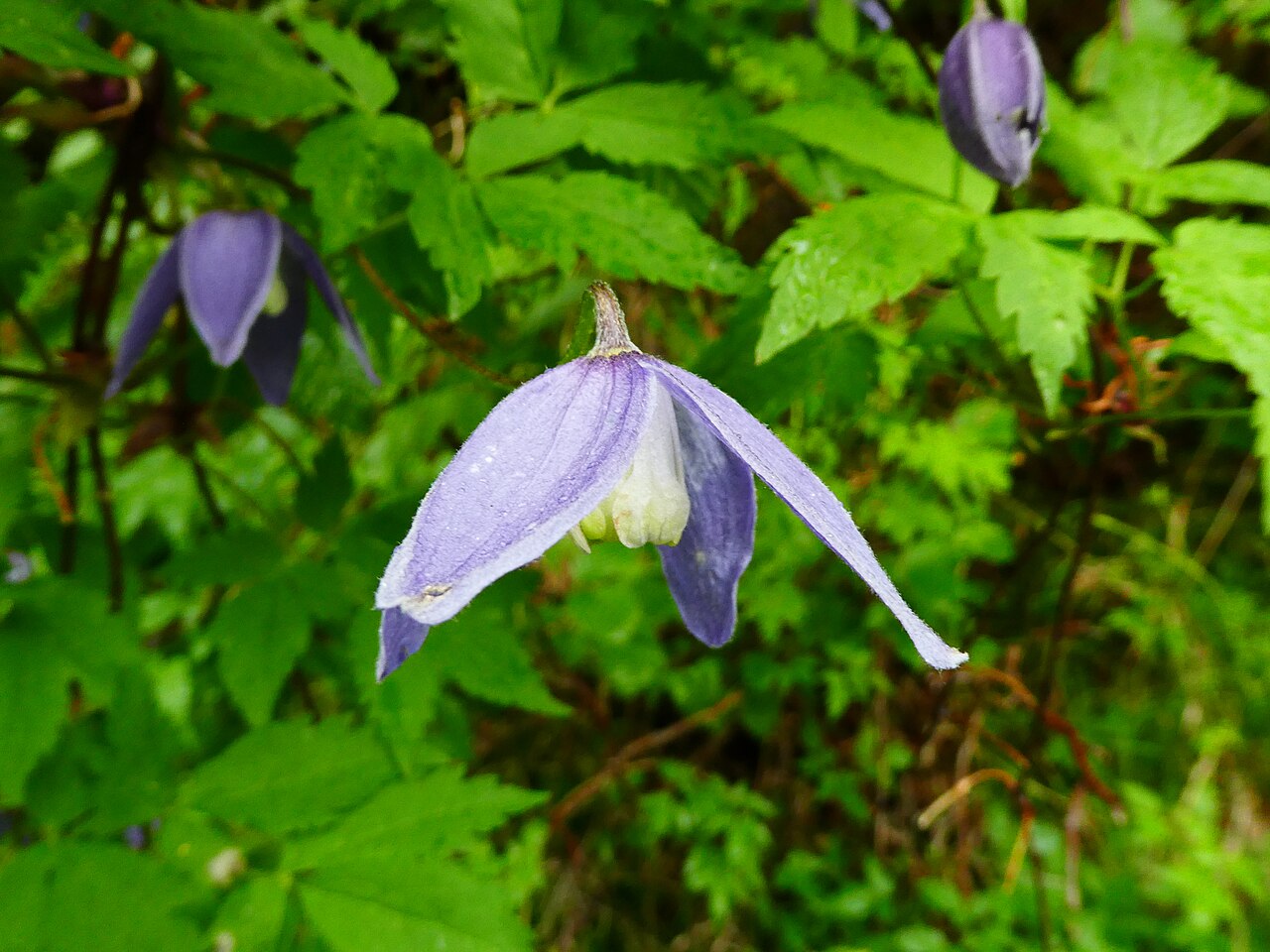 Clematis alpina