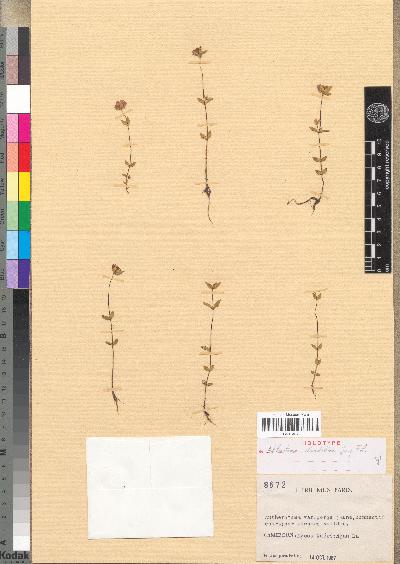 Nerophila clandestina