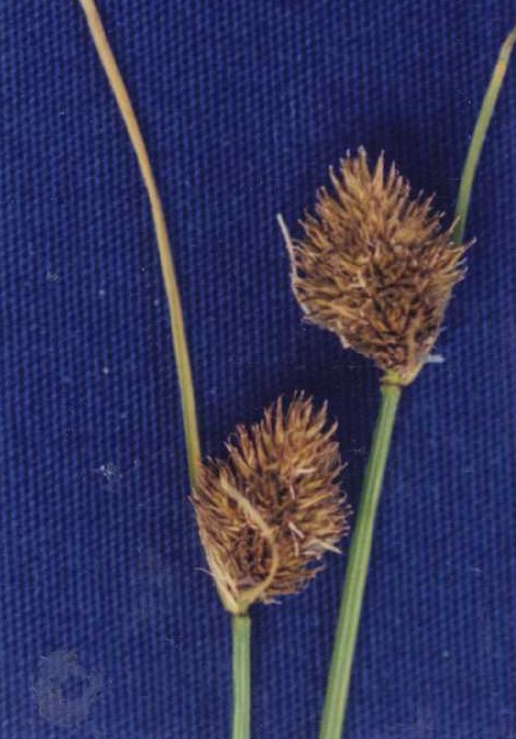 Carex athrostachya