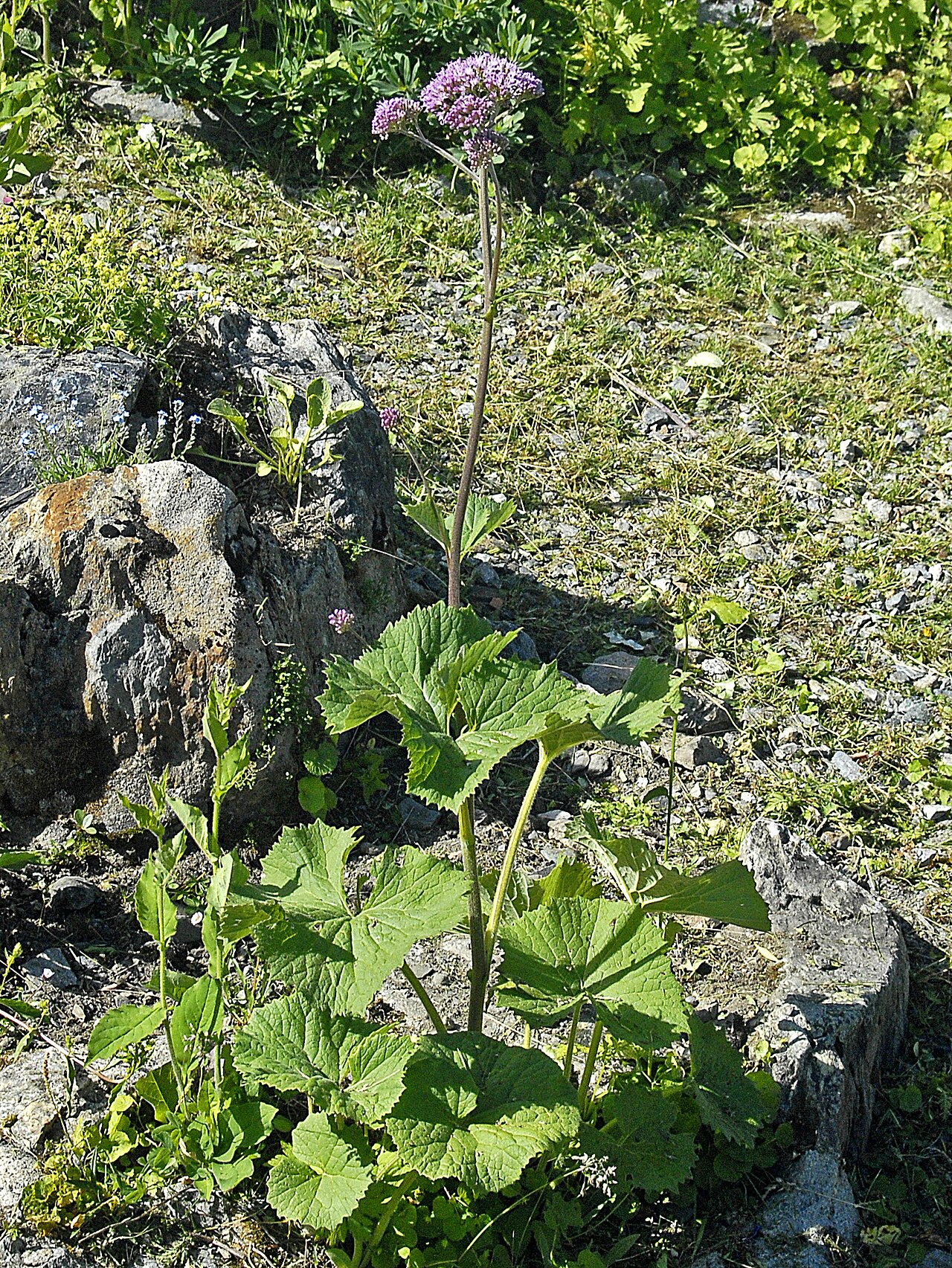Adenostyles alliariae