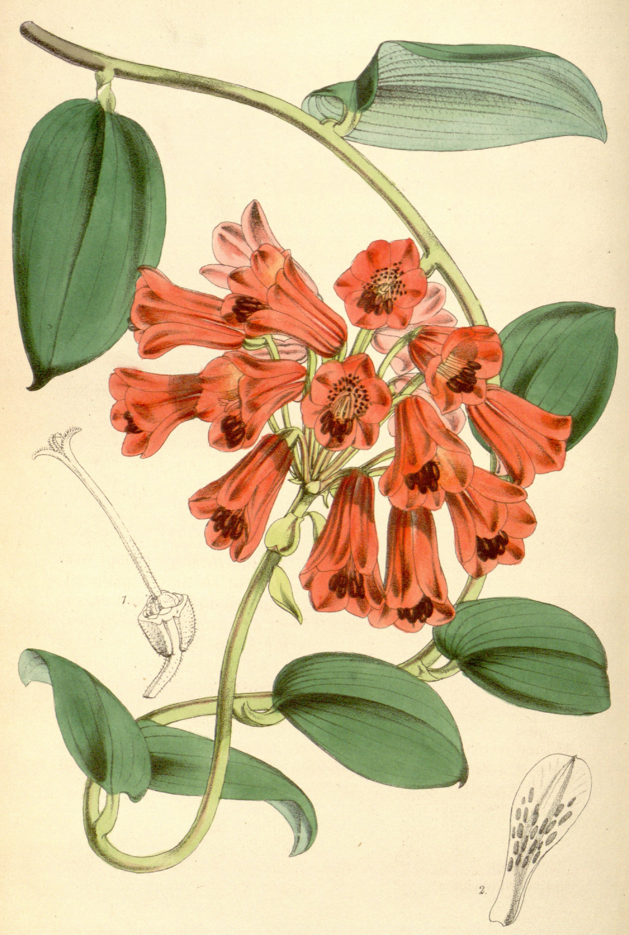 Bomarea densiflora