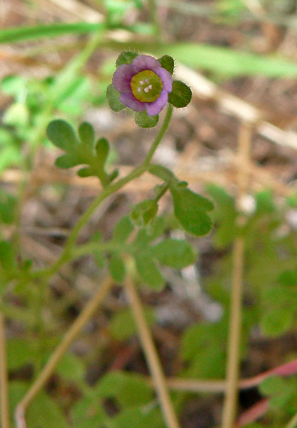 Eucrypta micrantha