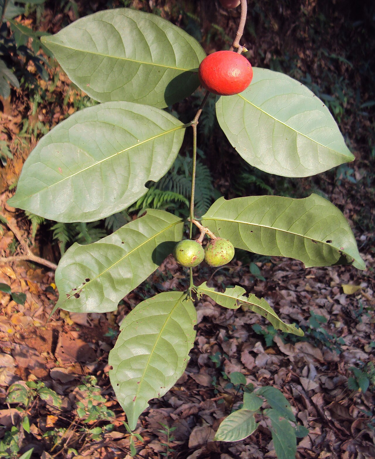 Salacia oblonga