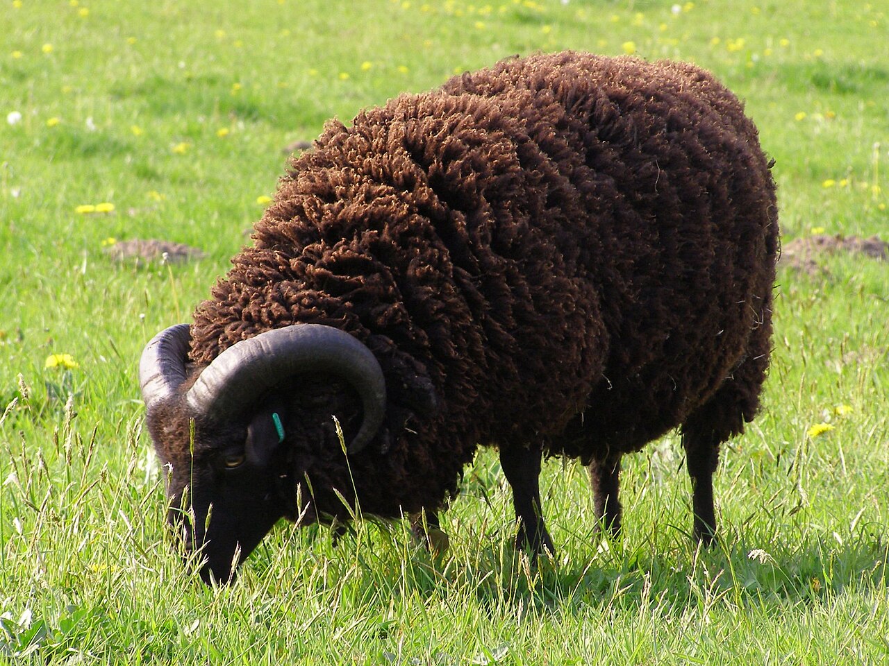 Hebridean