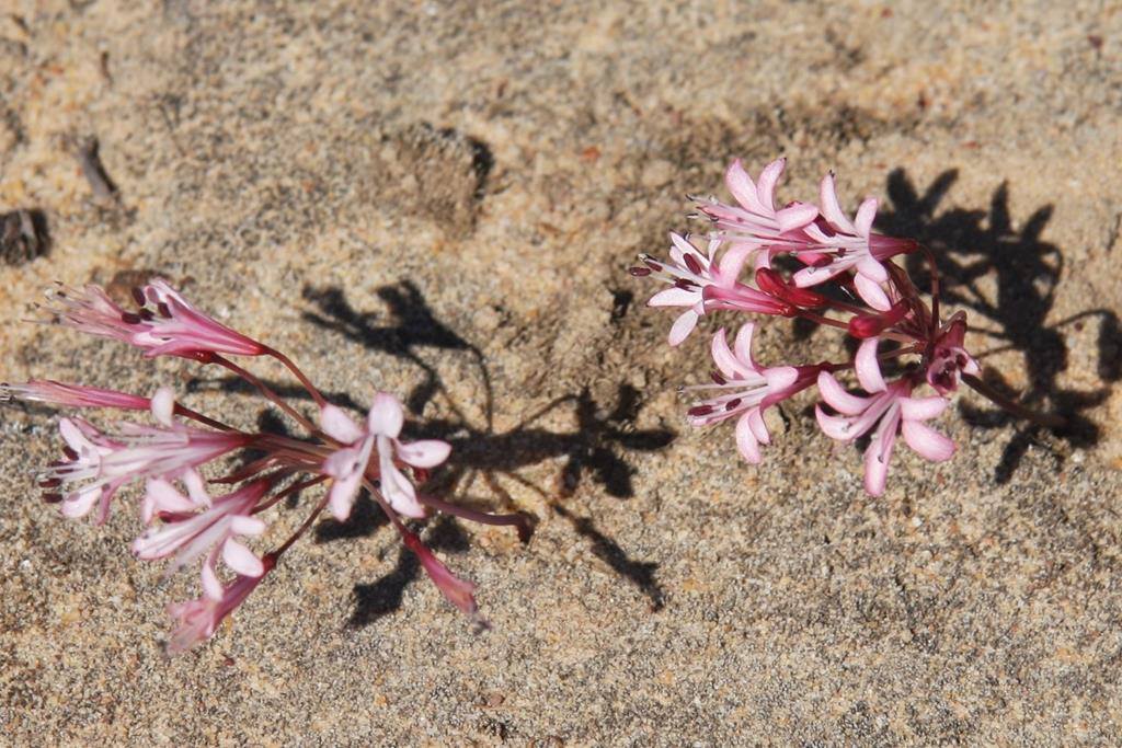 Strumaria watermeyeri