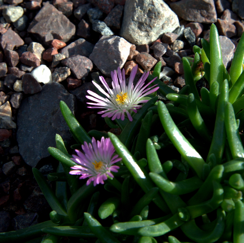 Delosperma harazianum