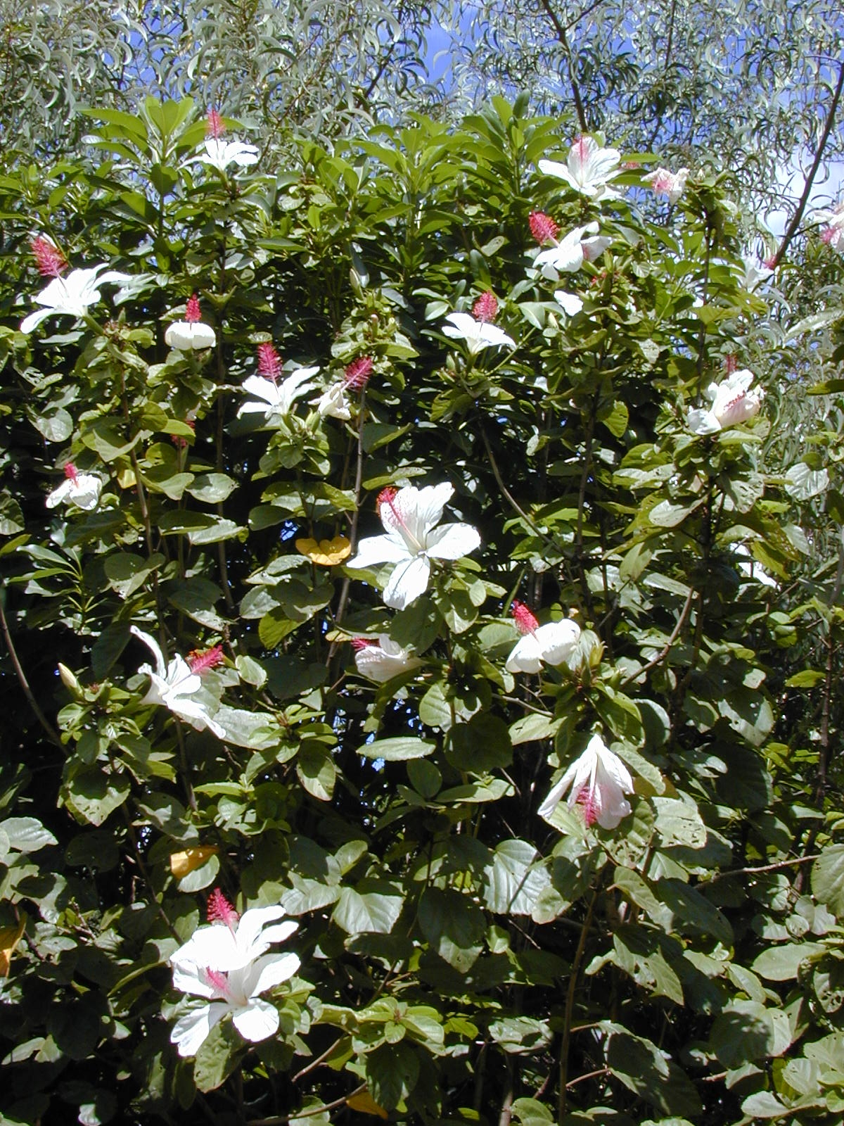 Hibiscus waimeae