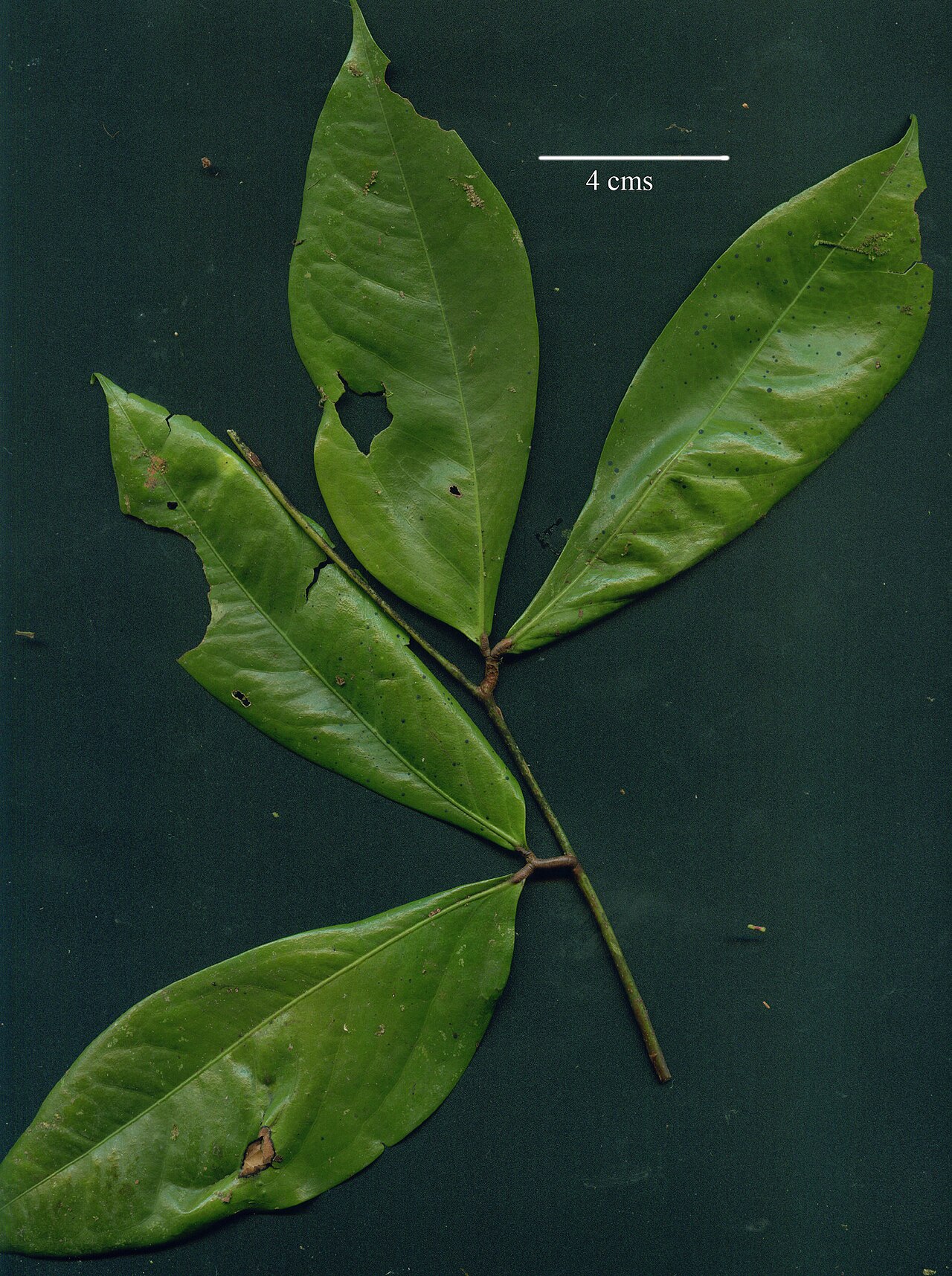 Cynometra hemitomophylla