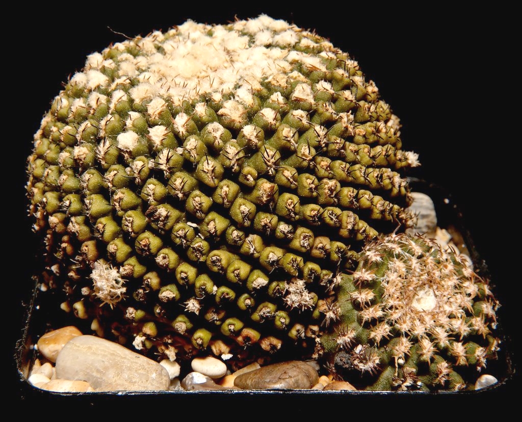 Eriosyce odieri