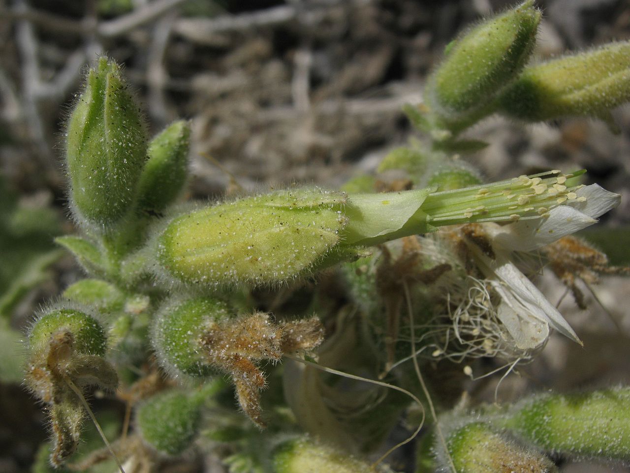 Eucnide cordata