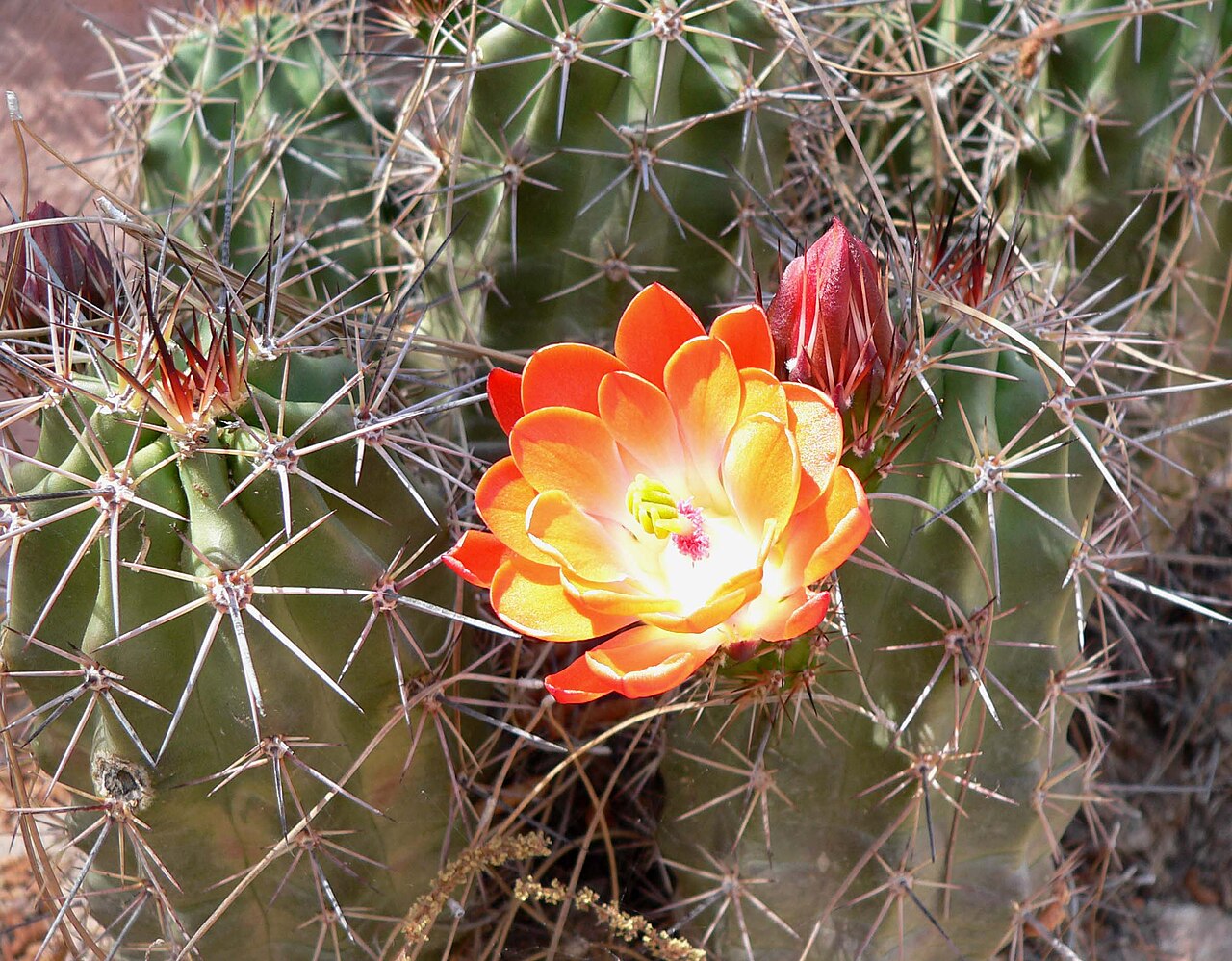 Echinocereus arizonicus