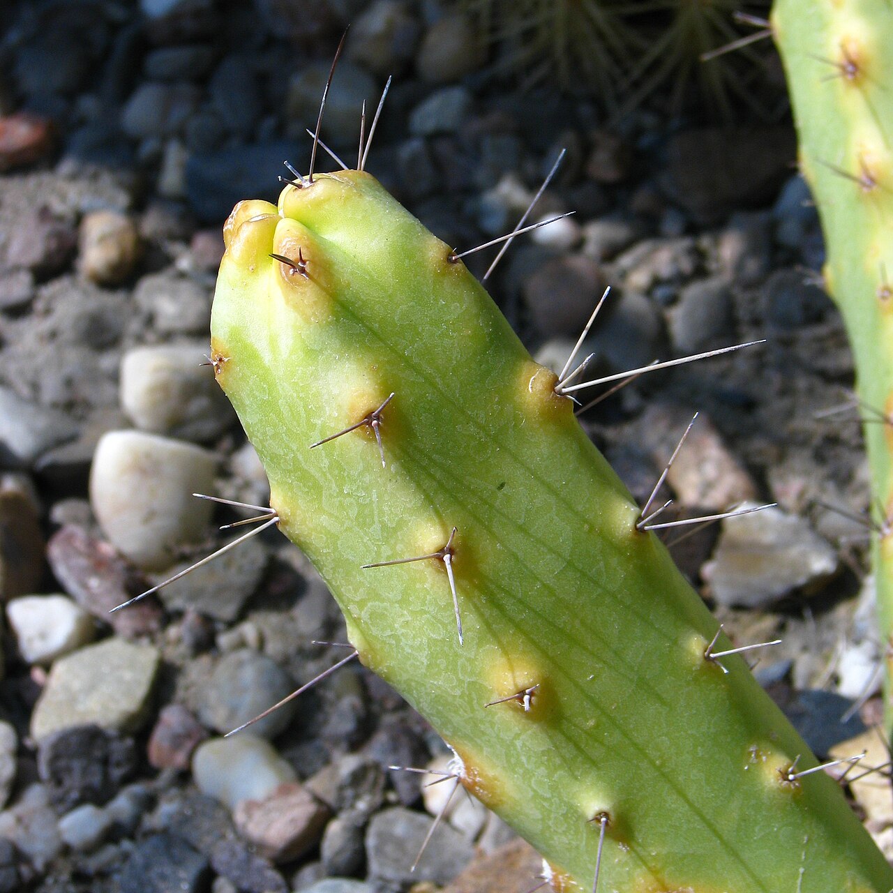 Echinocereus pentalophus