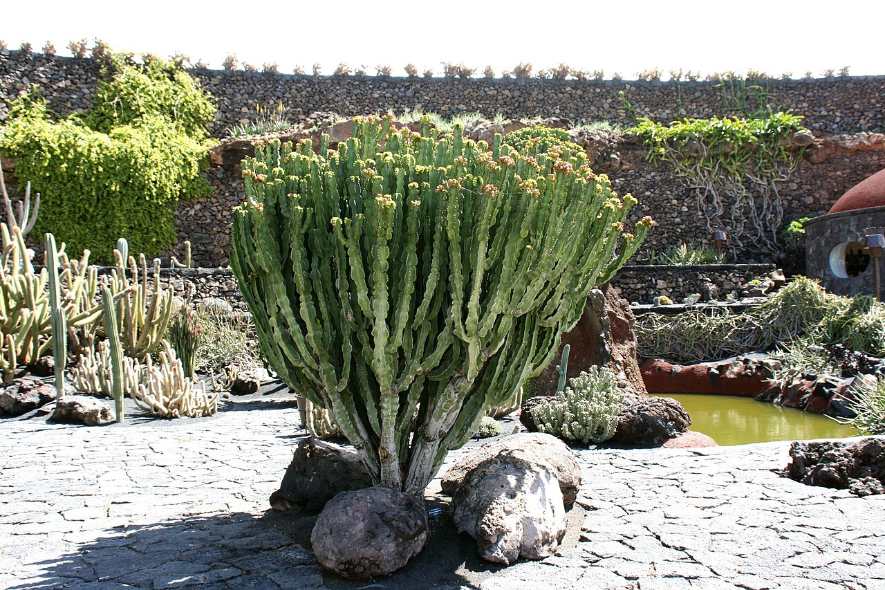 Euphorbia abyssinica