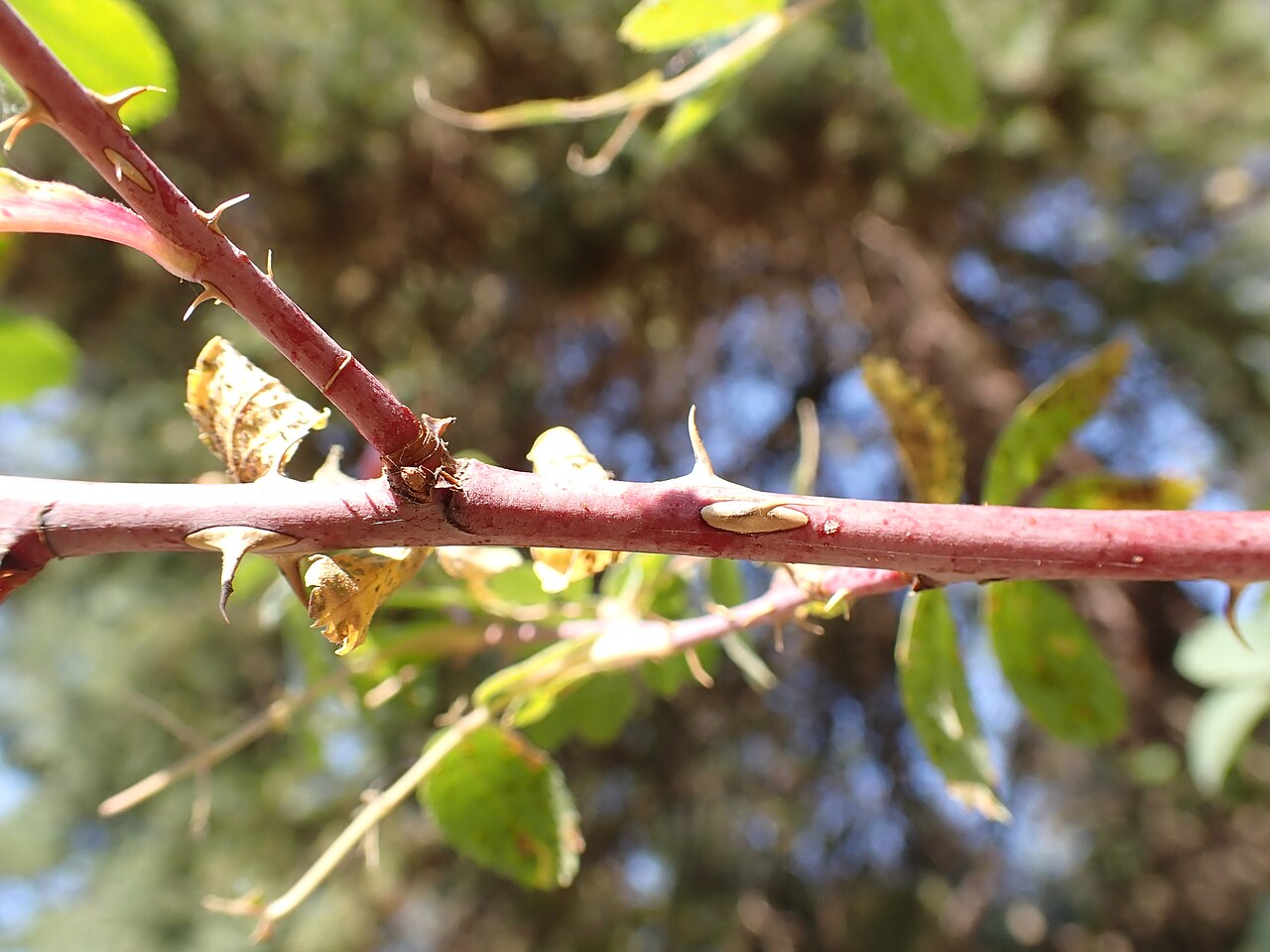 Rosa woodsii