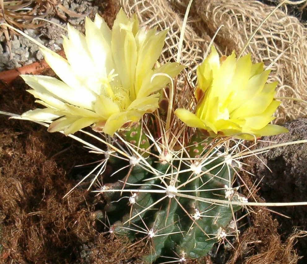 Bisnaga hamatacantha