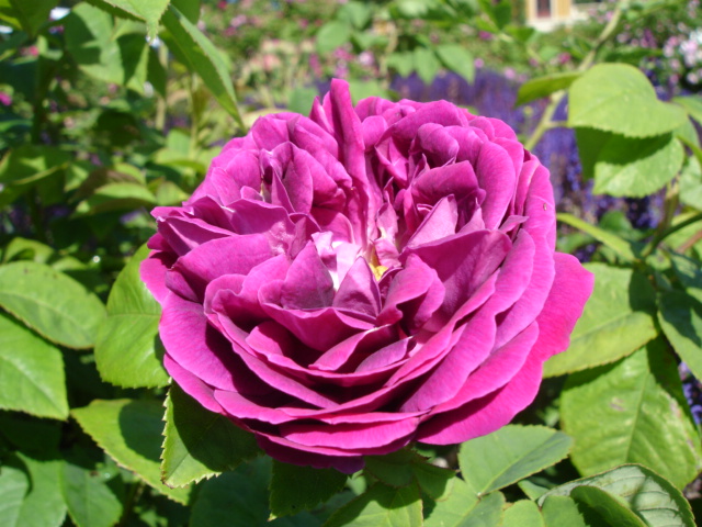 Rosa ×borboniana
