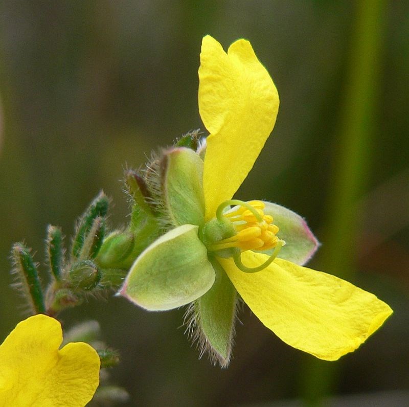 Hibbertia dispar