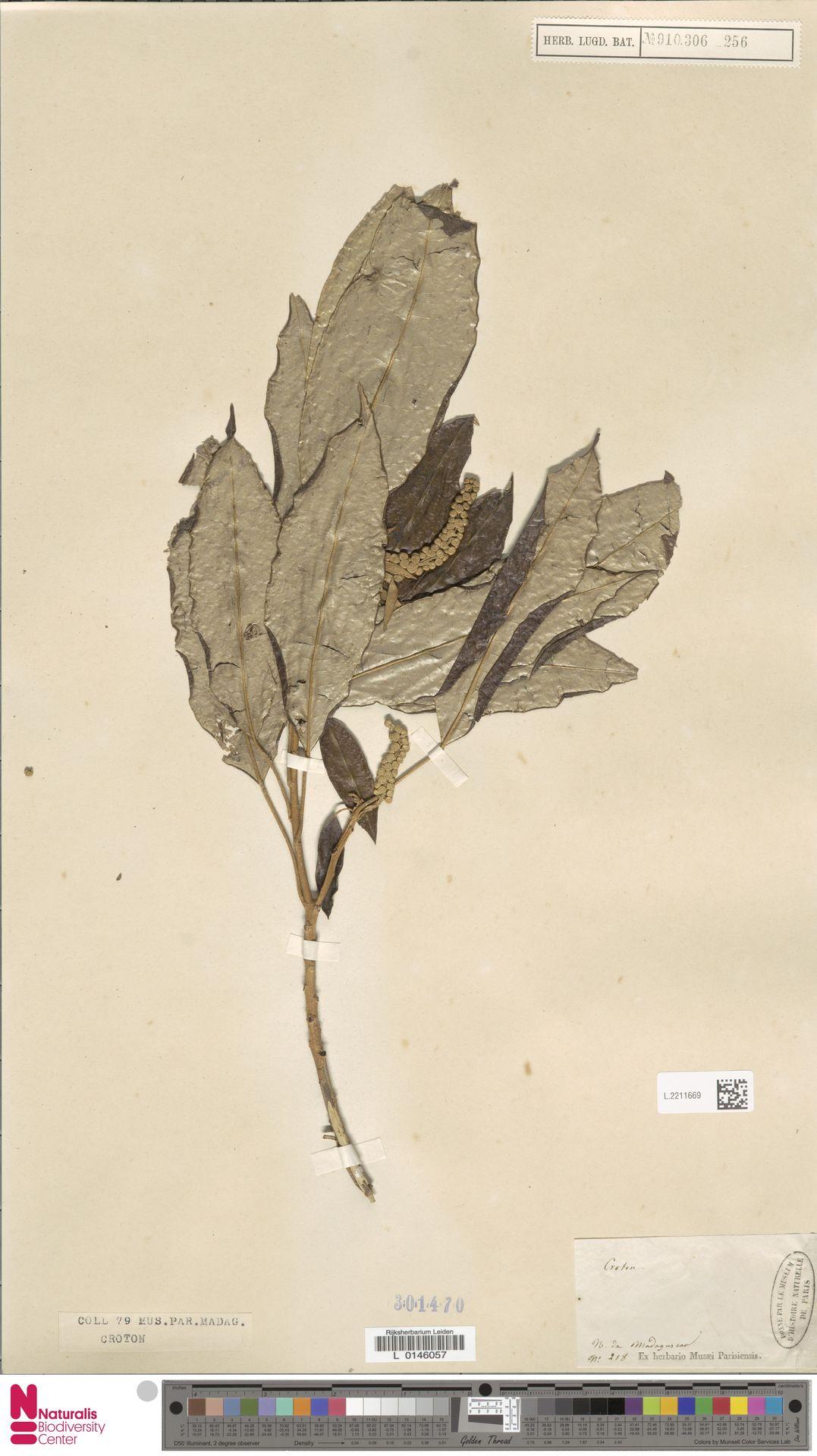 Croton argyrodaphne