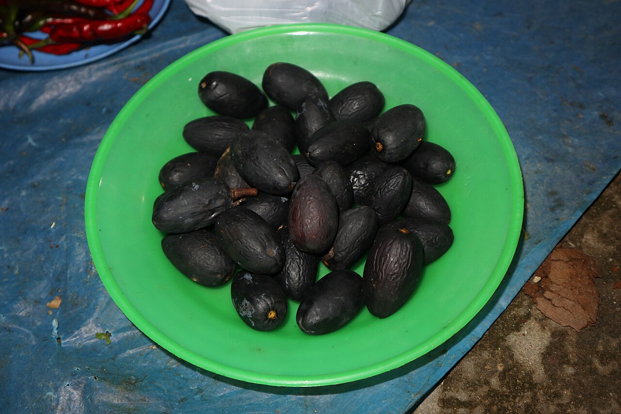 Dacryodes rostrata