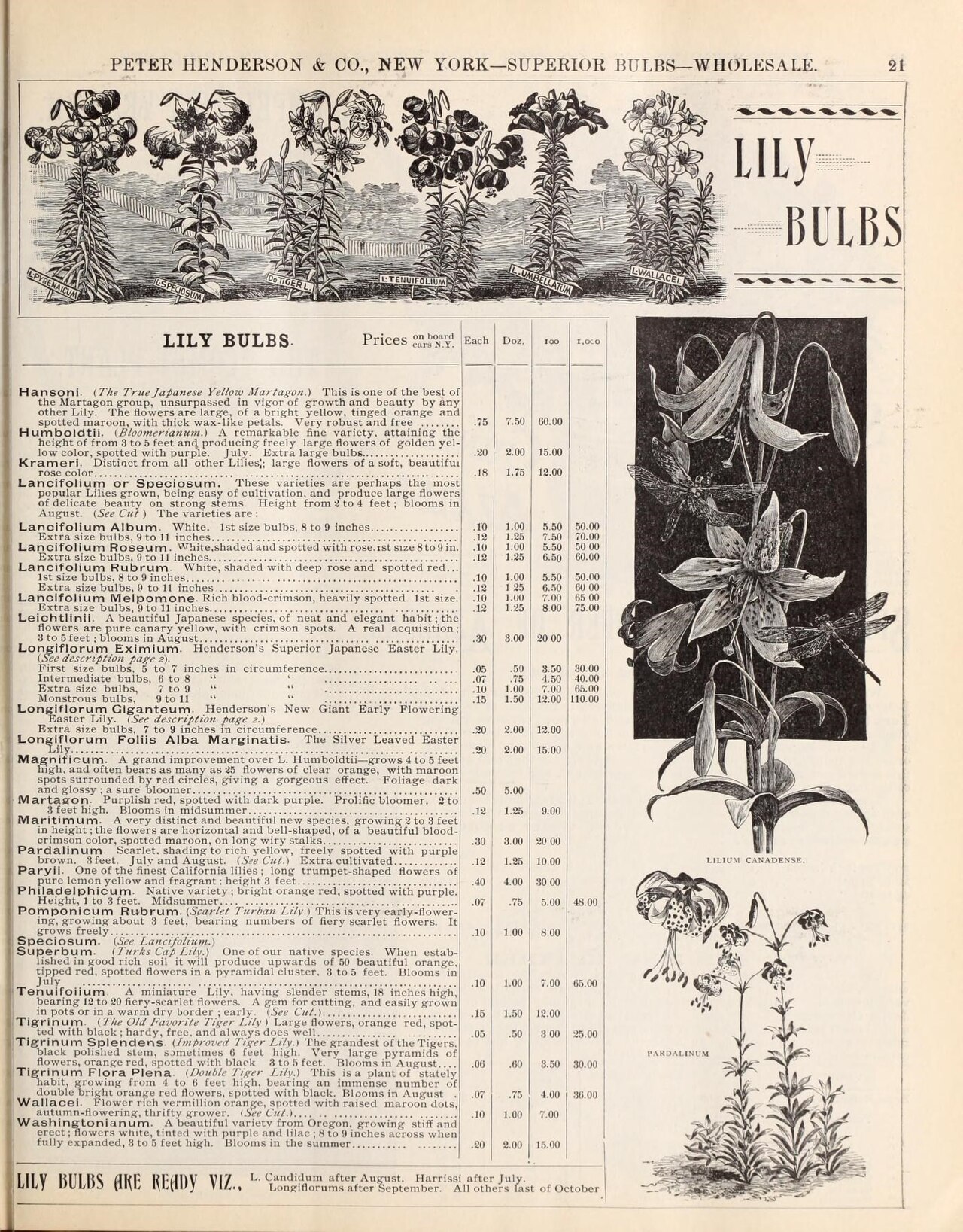 Lilium pomponicum