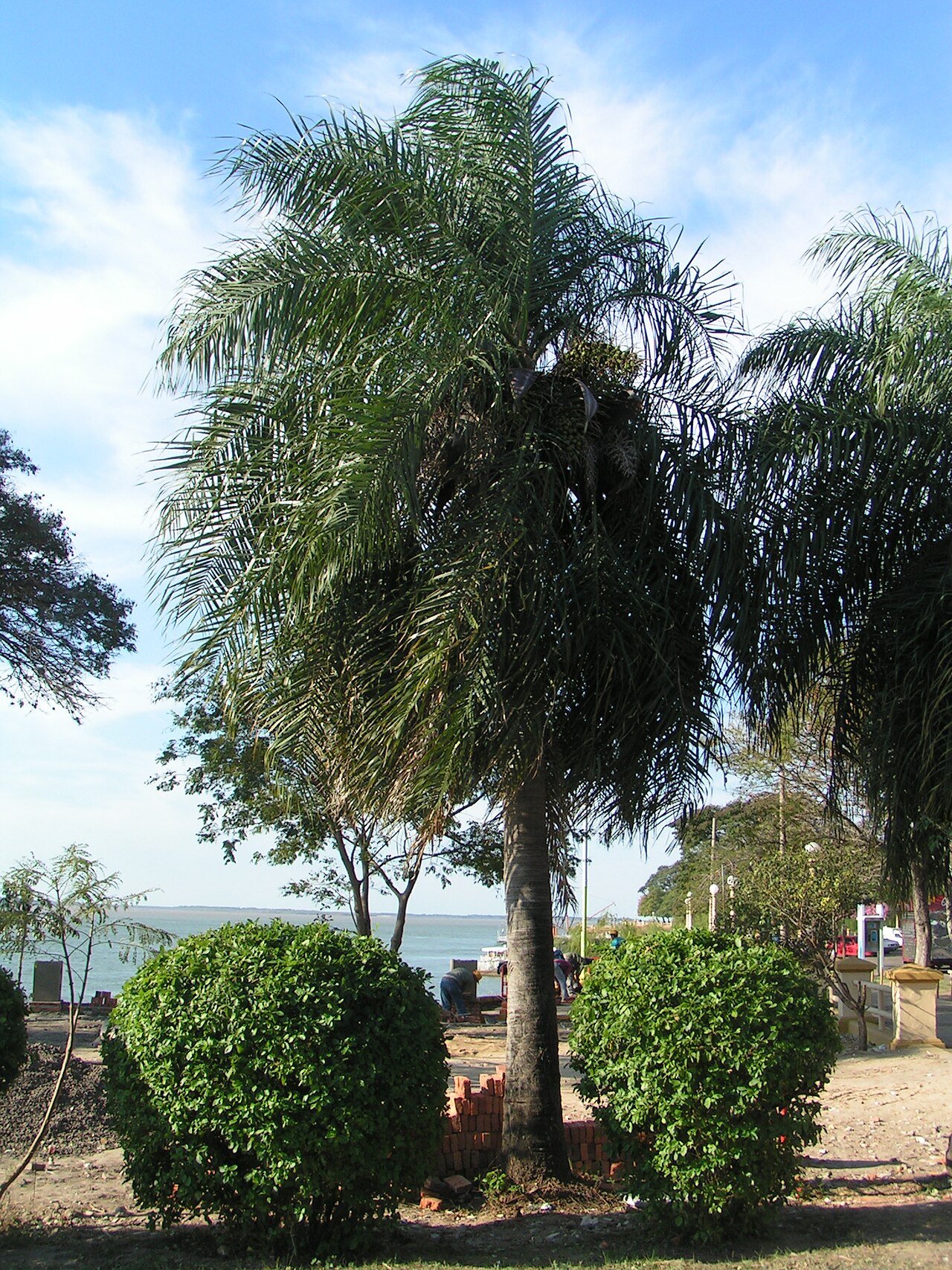 Acrocomia totai