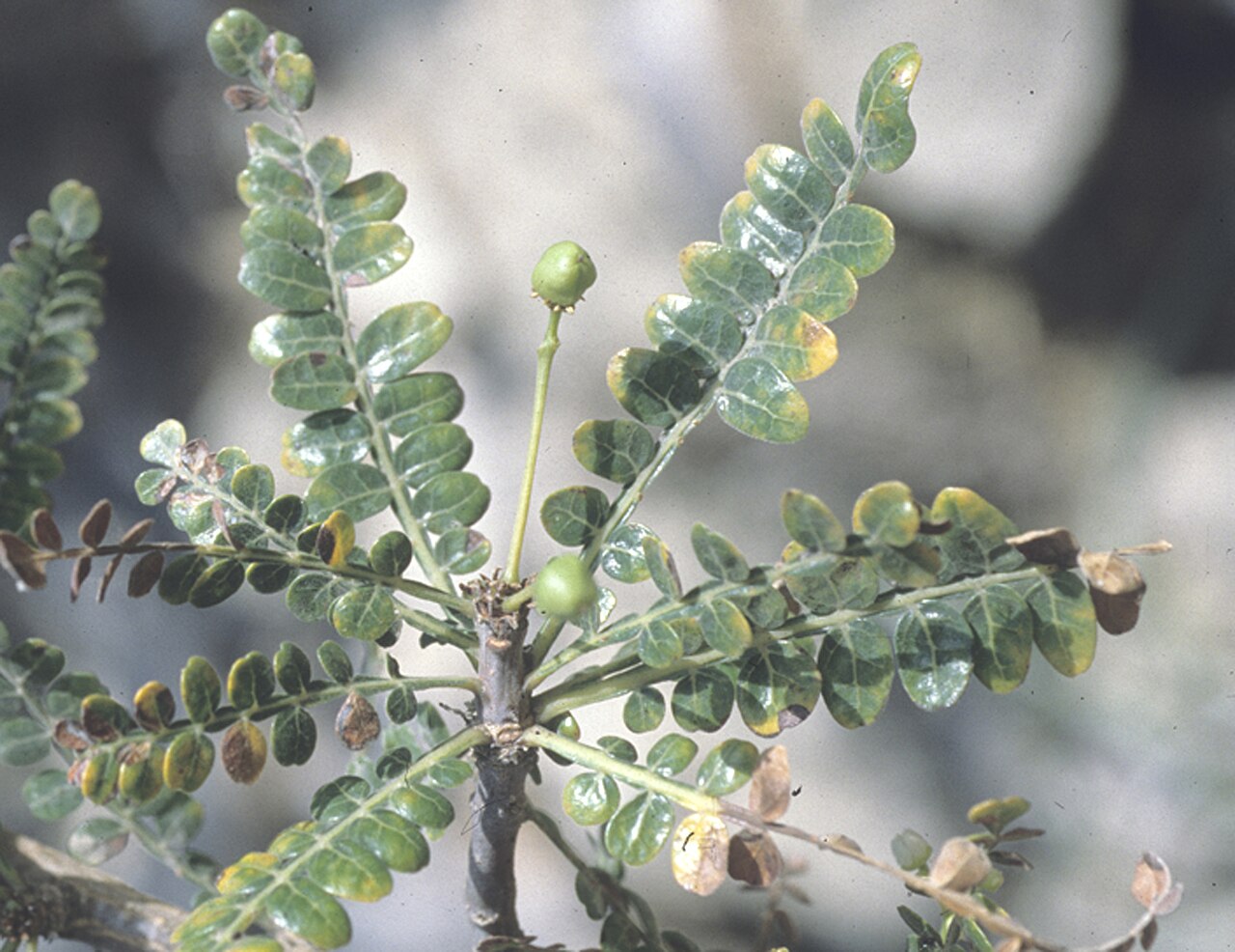 Boswellia socotrana