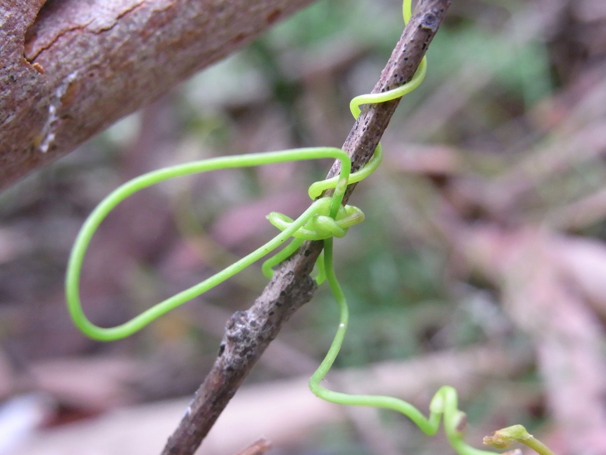 Slender devil's twine