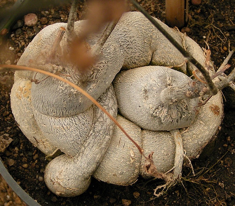 Kedrostis nana
