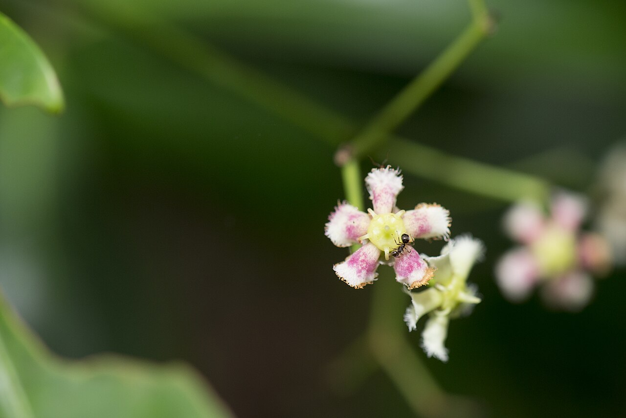 Euonymus cochinchinensis