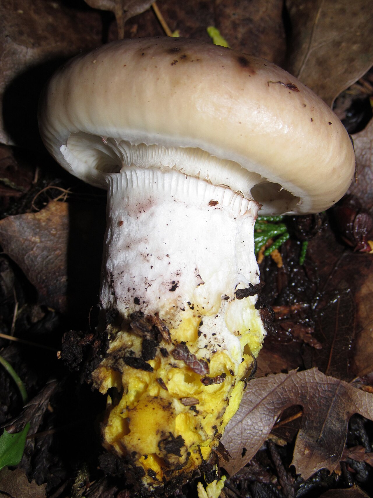 Insidious gomphidius or blackening slime